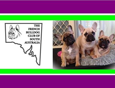 French Bulldog Club of SA Inc