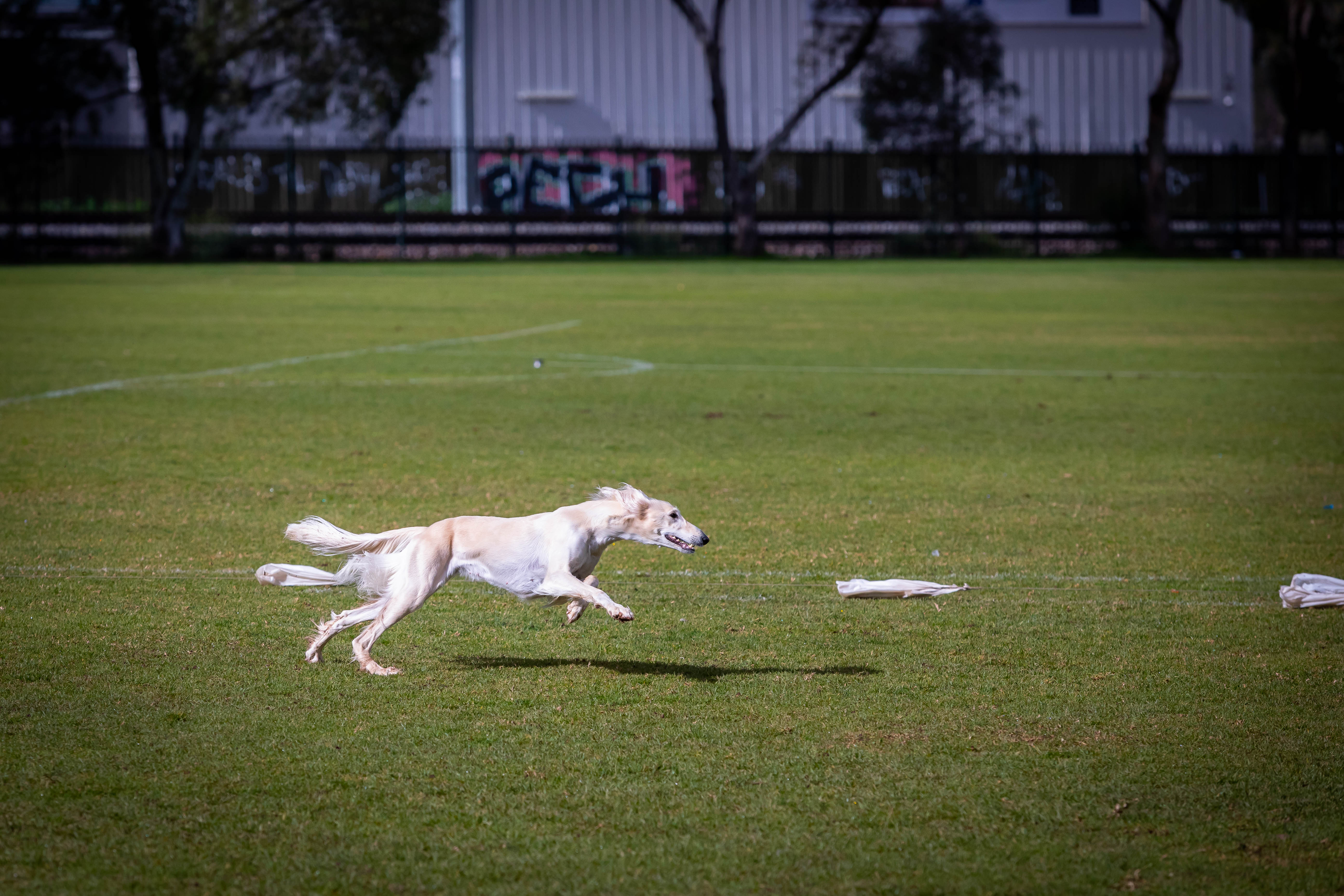 Adelaide Lure Coursing & Racing Club Inc