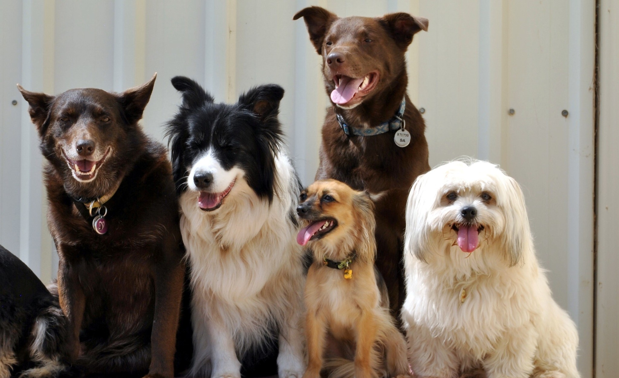 Riverland Dog Training & Kennel Club Inc (Bamera)