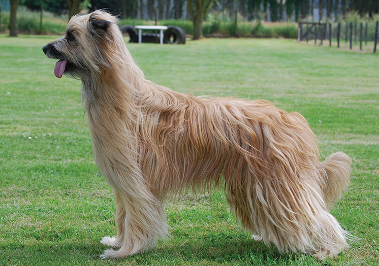 Pyrenean Sheepdog Longhaired