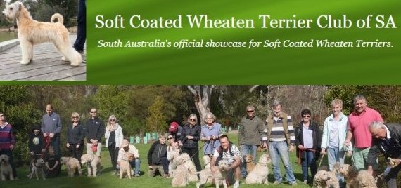 Soft Coated Wheaten Terrier Club of SA Inc