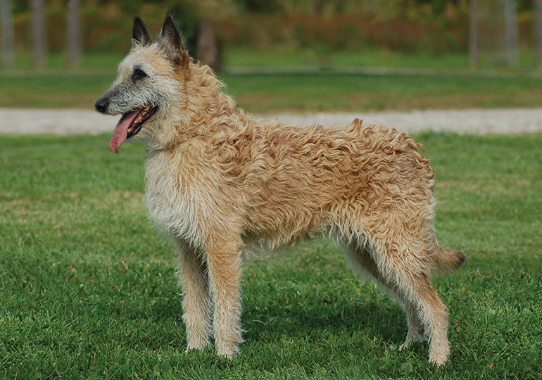 Belgian Shepherd Dog (Laekenois)