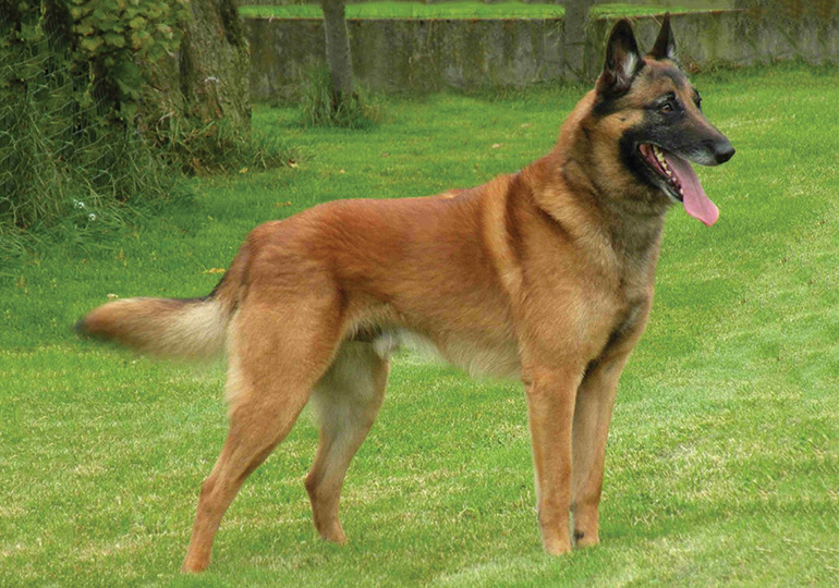 Belgian Shepherd Dog (Malinois)