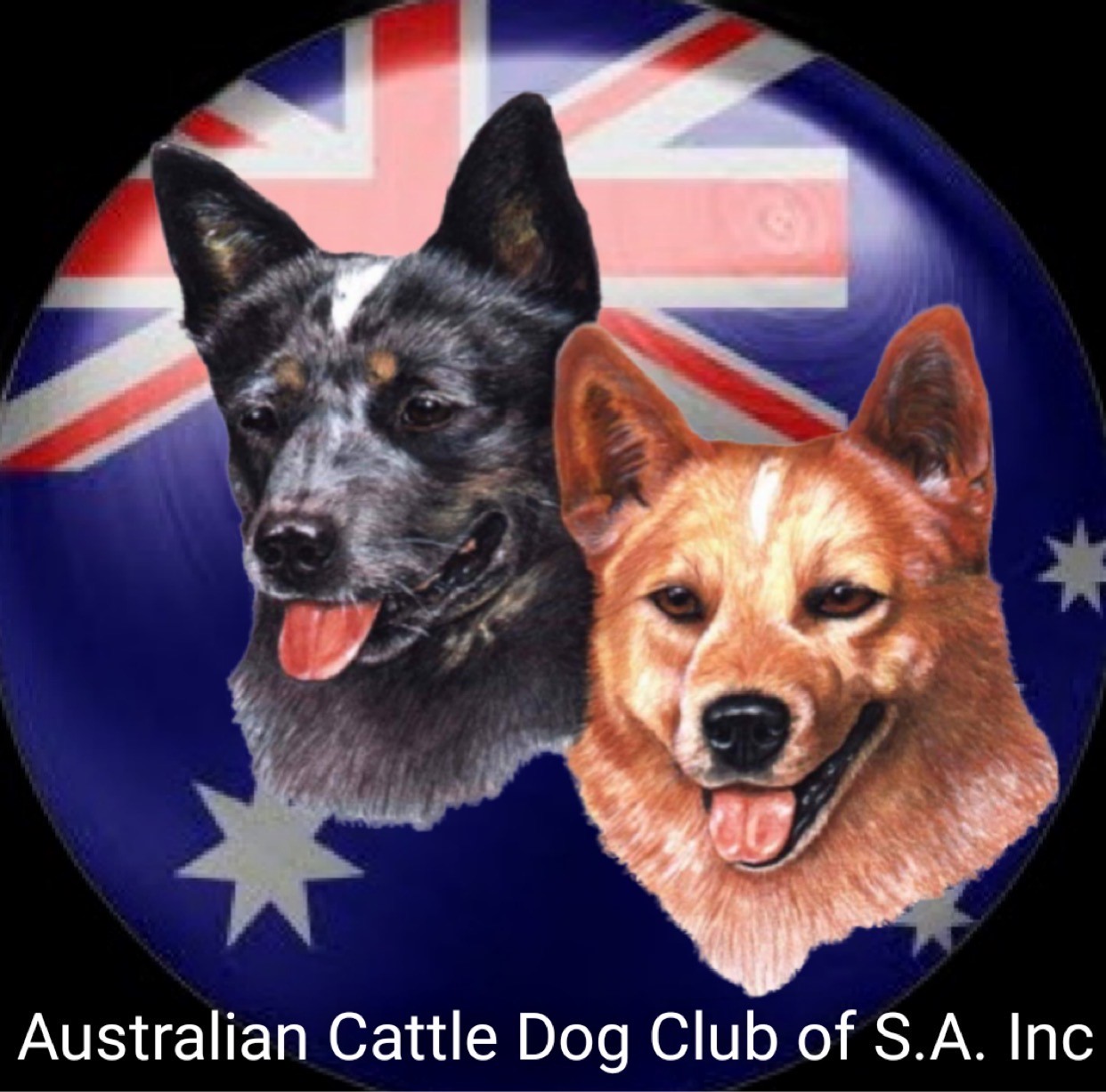 Australian Cattle Dog Club of SA