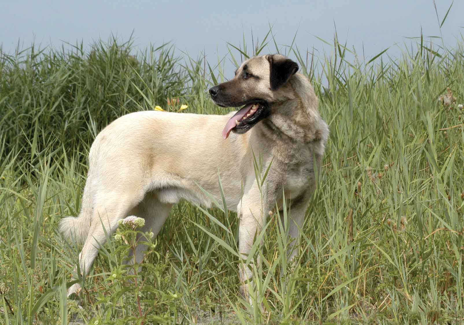 Anatolian Shepherd Dog