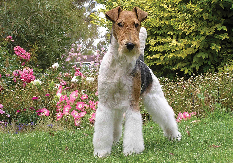 Fox Terrier (Wired)