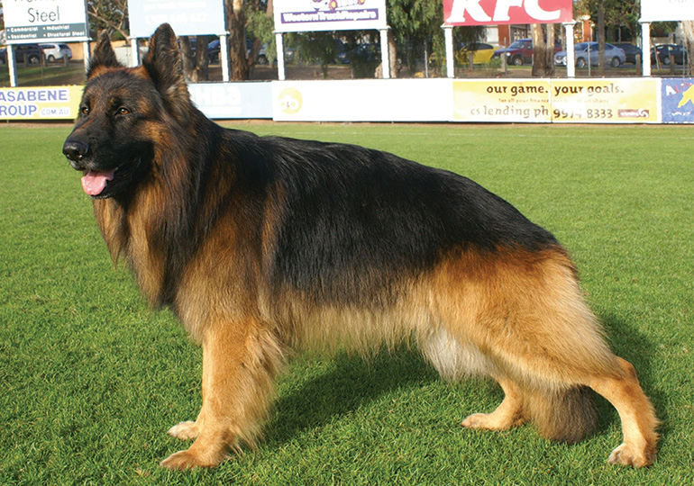 German Shepherd Dog (Long Stock Coat)