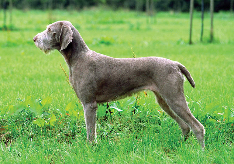 Wirehaired Slovakian Pointer